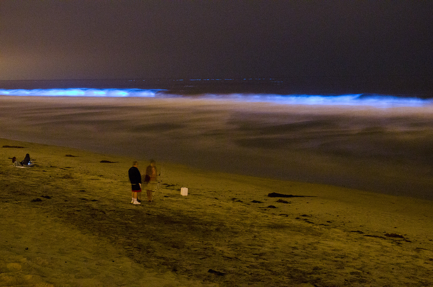 Torrey_Biolume2