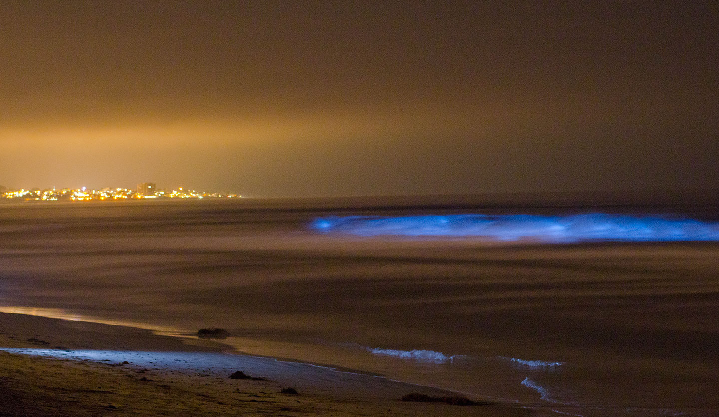 Torrey_Biolume1