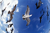 gulls above