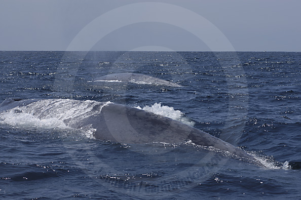 blue whale cow  and calf photo topside