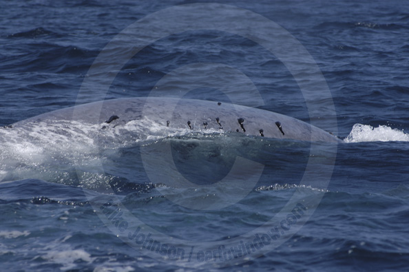 blue whale with remoras on back
