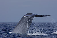 blue whale fluke
