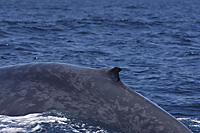 blue whale skin and dorsal fin