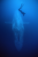 blue whale and diver underwater photo