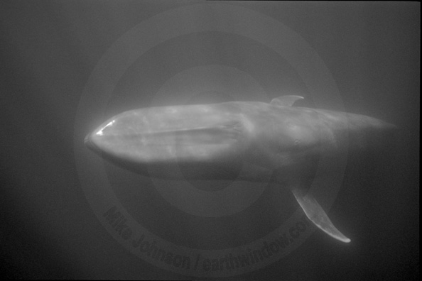blue whale underwater photo