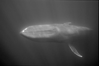 blue whale blacka and white photo