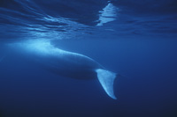 blue whale fluke photo