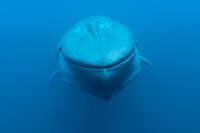 juvenile blue whale