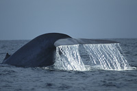 blue whale dive