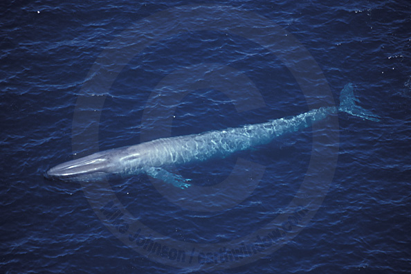 blue whale photo