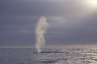 blue whale blow photo