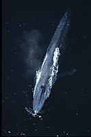 blue whale blow