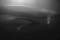 blue whale cow and calf underwater photo black and white