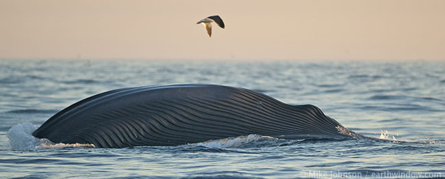 surface feeding blue whale