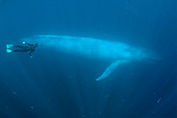 young woman swims next to blue whale