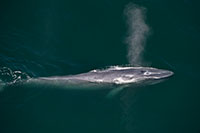 blue whale dive