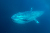 feeding blue whale photo