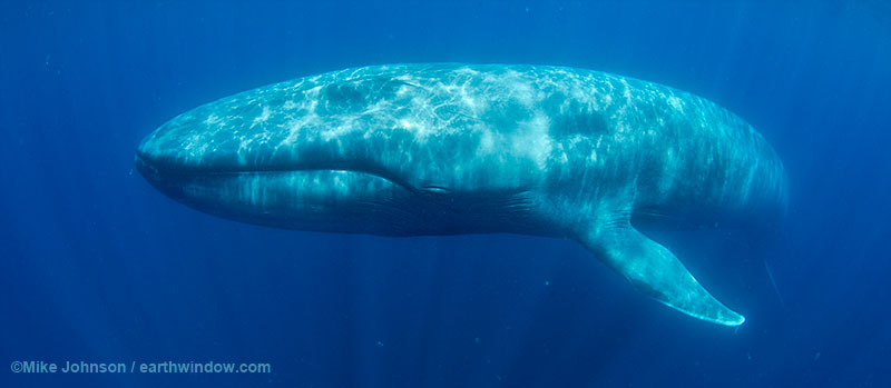 New blue whale photo -Contact Mike for more information on previously unpublished images