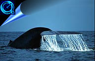 blue whale fluke animation