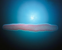 Pyrosoma tuberculata