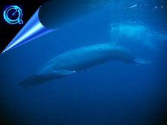 blue whale diving