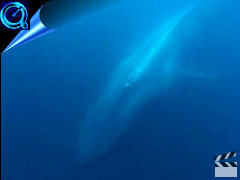 blue whale video