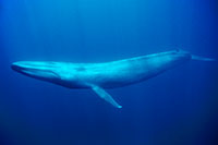 full length blue whale photo