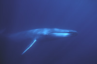 blue whale cow portrait