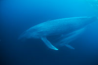 blue whale blacka and white photo