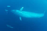 blue whale fluke