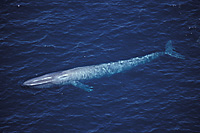 blue whale aerial photo full length