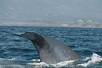 blue whale infront of the Southern California Edison San Onofre nuclear power plant