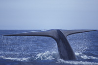 blue whale fluke photo