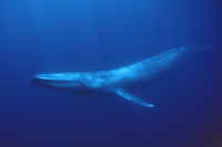 underwater blue whale photo