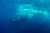 blue whale calf photo