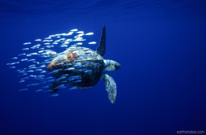 Loggerhead turtle with juvenile mackeral