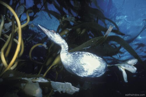 Western Grebe under drift kelp