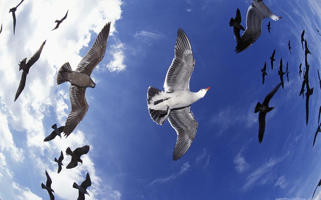 Hermann's and Western gulls