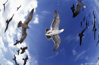Hermann's and Western gulls