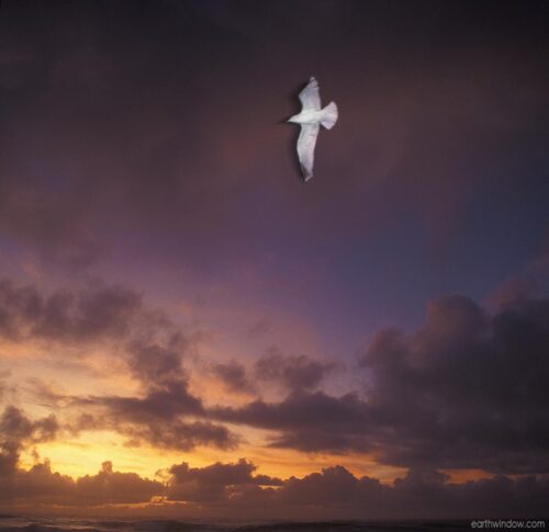 Western gull against evening sky
