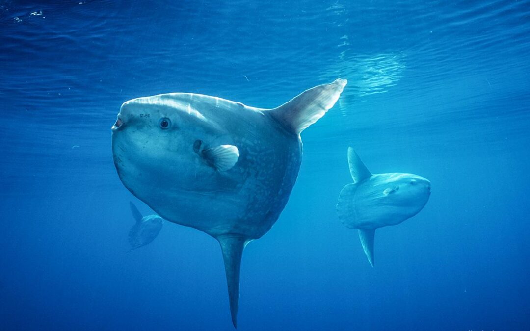Ocean sunfish