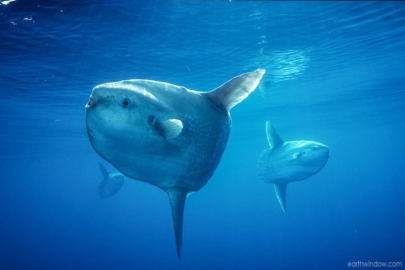 Ocean sunfish