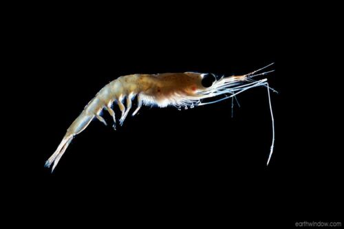 I911 krill (Euphausia pacifica)