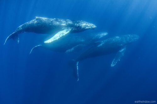 M1865 Humpback whales