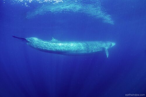 M7854 fin whale (Balaenoptera physalus)