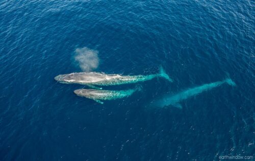 M9002 blue whales: cow, calf and escort