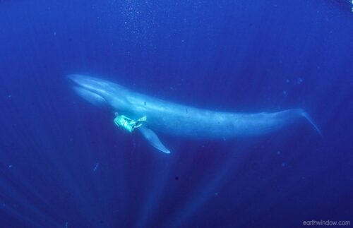 M9707 blue whale and swimmer