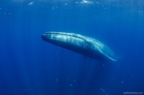 M9736 blue whale (Balaenoptera musculus)