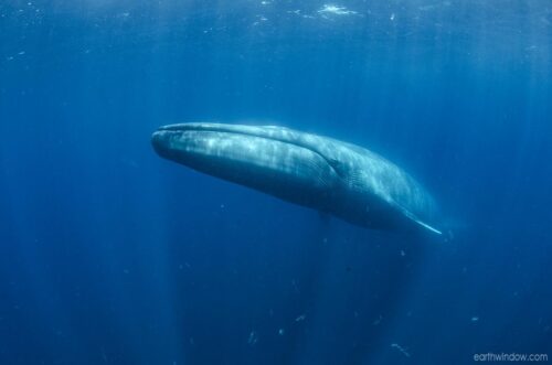 M9737 blue whale (Balaenoptera musculus)