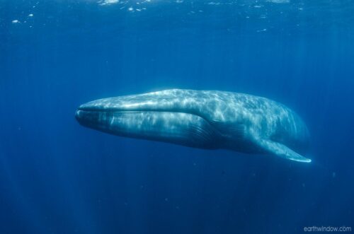 M9741 blue whale (Balaenoptera musculus)